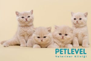 keçiören nöbetçi veteriner yavru kedi temizliği