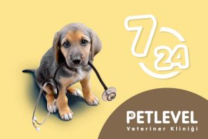 keçiören nöbetçi gece açık veteriner