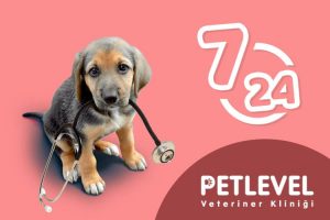 keçiören nöbetçi gece açık veteriner