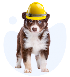 koruyucu hekimlik ankara veteriner