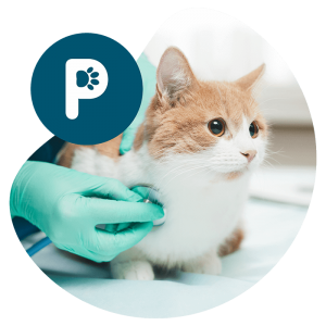 ankara veteriner dahiliye