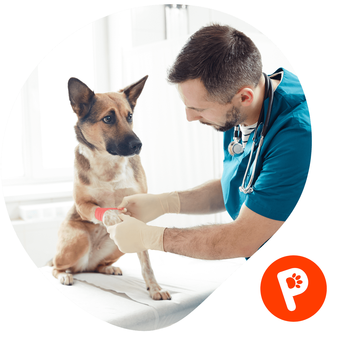 keçiören veteriner kedi köpek ortopedi