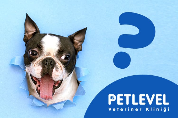 keçiören nöbetçi veteriner köpek kedi nefes kokusu detayları