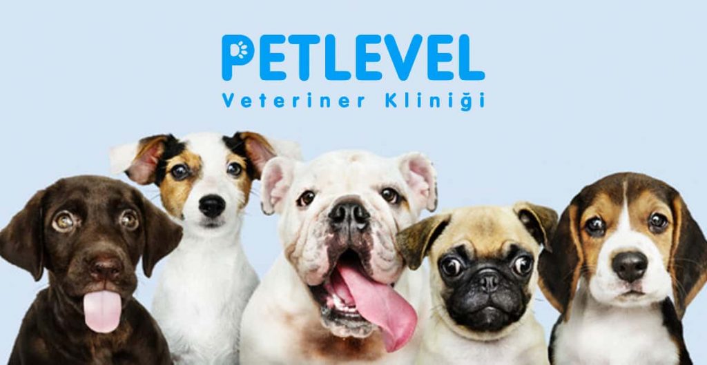 keçiören veteriner ağız kokusu tedavisi