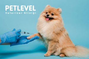 keçiören veteriner aşı uygulamaları