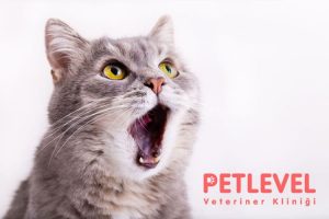 keçiören nöbetçi veteriner kedi köpek nefes kokusu detayları