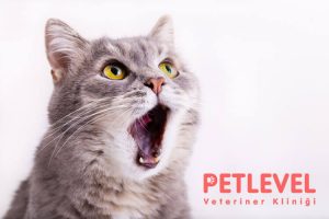keçiören nöbetçi veteriner kedilerde nefes kokusu detayları