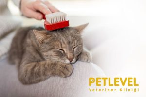 gece açık veteriner yavru kedi bakımı