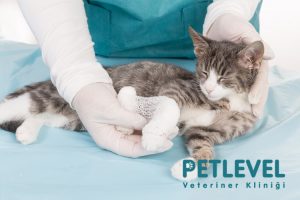 gece açık veteriner kedilerde travma tedavisi