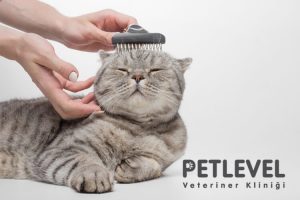 keçiören nöbetçi veteriner kedilerde tüy kusma