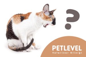 acil nöbetçi veteriner kedilerde kusma belirtileri