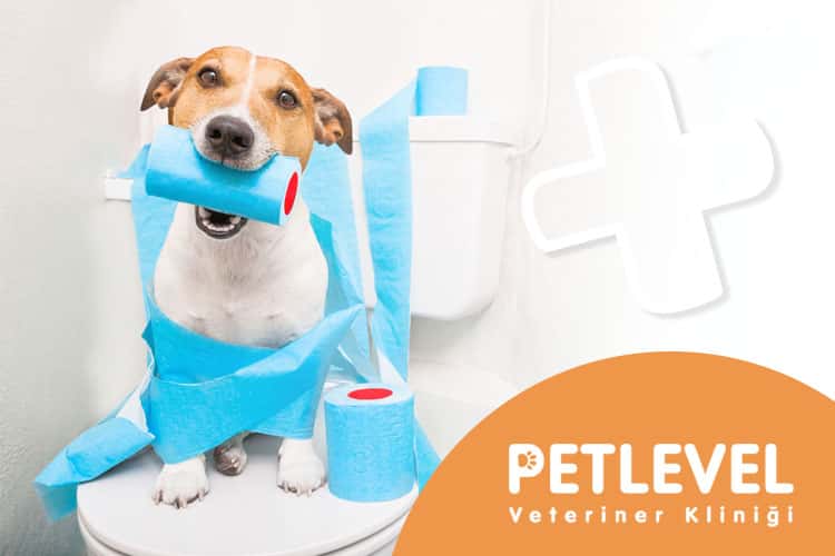 keçiören yenimahalle veteriner köpeklerde kedilerde ishal problemi