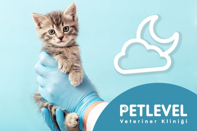 keçiören nöbetçi gece açık veteriner