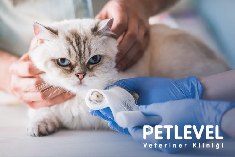 keçiören nöbetçi gece açık veteriner