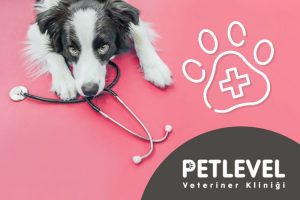 keçiören nöbetçi gece açık veteriner