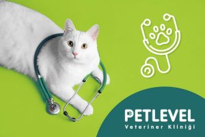 yenimahalle nöbetçi gece açık veteriner